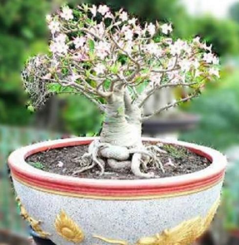 (image for) Thai Socotranum Crown of Siam 5 Seeds
